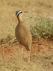Cursorius somalensis
