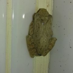 Polypedates megacephalus