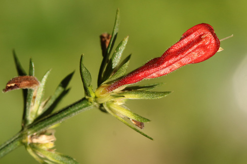 Dicliptera squarrosa, photograph 6