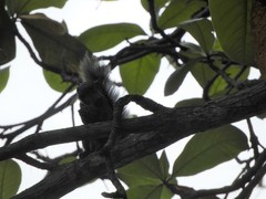 Sciurus aureogaster nigrescens
