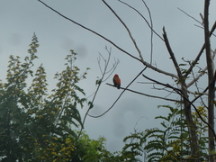 Euplectes hordeaceus