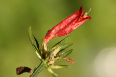 Dicliptera squarrosa, photograph (c) Holger Braun, some rights reserved (CC BY)