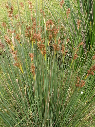 spiny rush