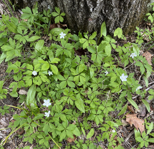 wood anemone