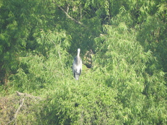 Ardea herodias