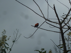 Euplectes hordeaceus