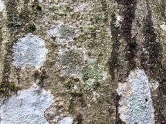 Buellia griseovirens