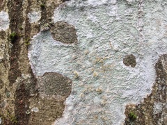 Buellia griseovirens