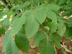Fagus japonica