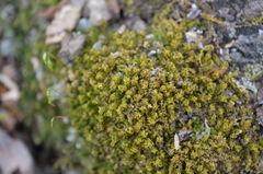 Tortella humilis