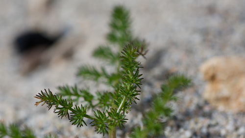 Lomatium grayi