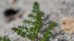 Lomatium grayi