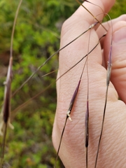 Piptochaetium avenacioides