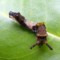 Limenitis arthemis astyanax