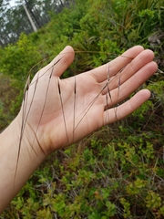 Piptochaetium avenacioides