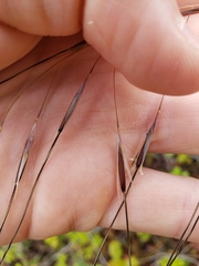 Piptochaetium avenacioides