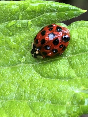iNaturalist observation photo of Asian Lady Beetle