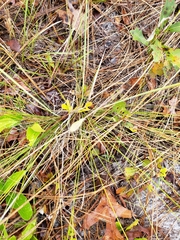 Piptochaetium avenacioides