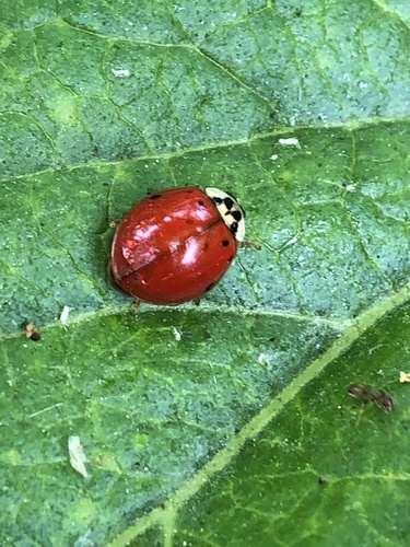 iNaturalist observation photo of Asian Lady Beetle