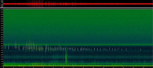 Kuhl's pipistrelle, Budapest, Margaret Island, 1138 Hungary, photo 8 of 10