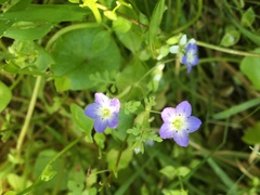 Nemophila pulchella