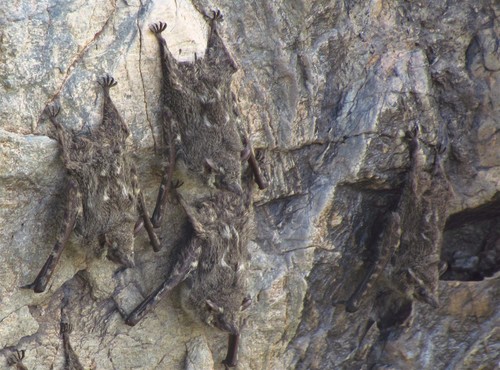 Proboscis Bat