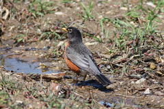 Turdus migratorius nigrideus