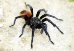 Tliltocatl epicureanus