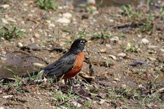 Turdus migratorius nigrideus