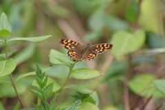Pararge aegeria