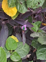 Euglossa viridissima