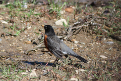 Turdus migratorius nigrideus