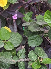 Euglossa viridissima