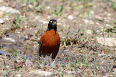 Turdus migratorius nigrideus