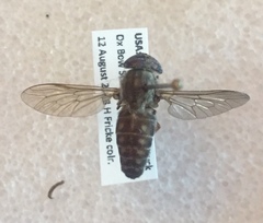 Tabanus sackeni