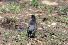 Turdus migratorius nigrideus