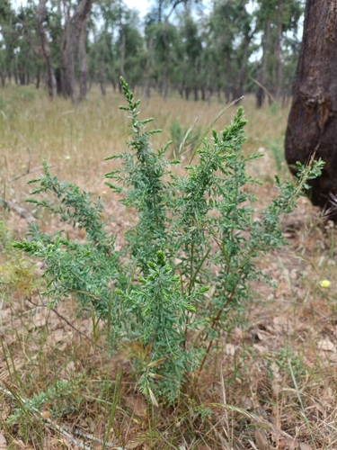 Thymelaea lythroides