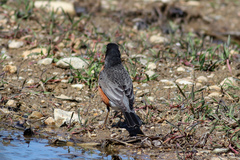 Turdus migratorius nigrideus