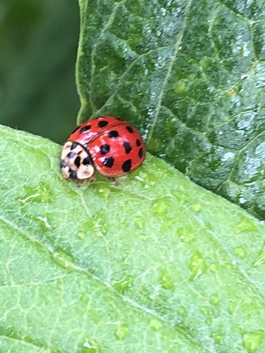 iNaturalist observation photo of Asian Lady Beetle