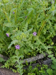 Pholistoma auritum auritum