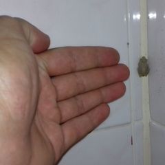 Polypedates megacephalus