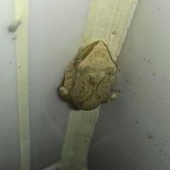 Polypedates megacephalus