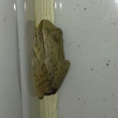 Polypedates megacephalus