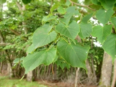 Tilia japonica