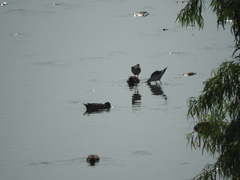 Himantopus mexicanus