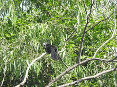 Crotophaga sulcirostris