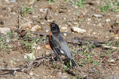 Turdus migratorius nigrideus