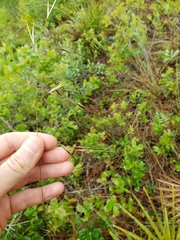 Piptochaetium avenacioides