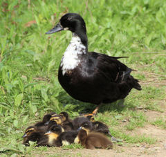 Anas platyrhynchos domesticus