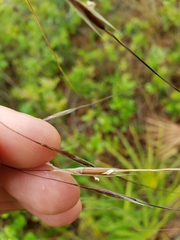 Piptochaetium avenacioides